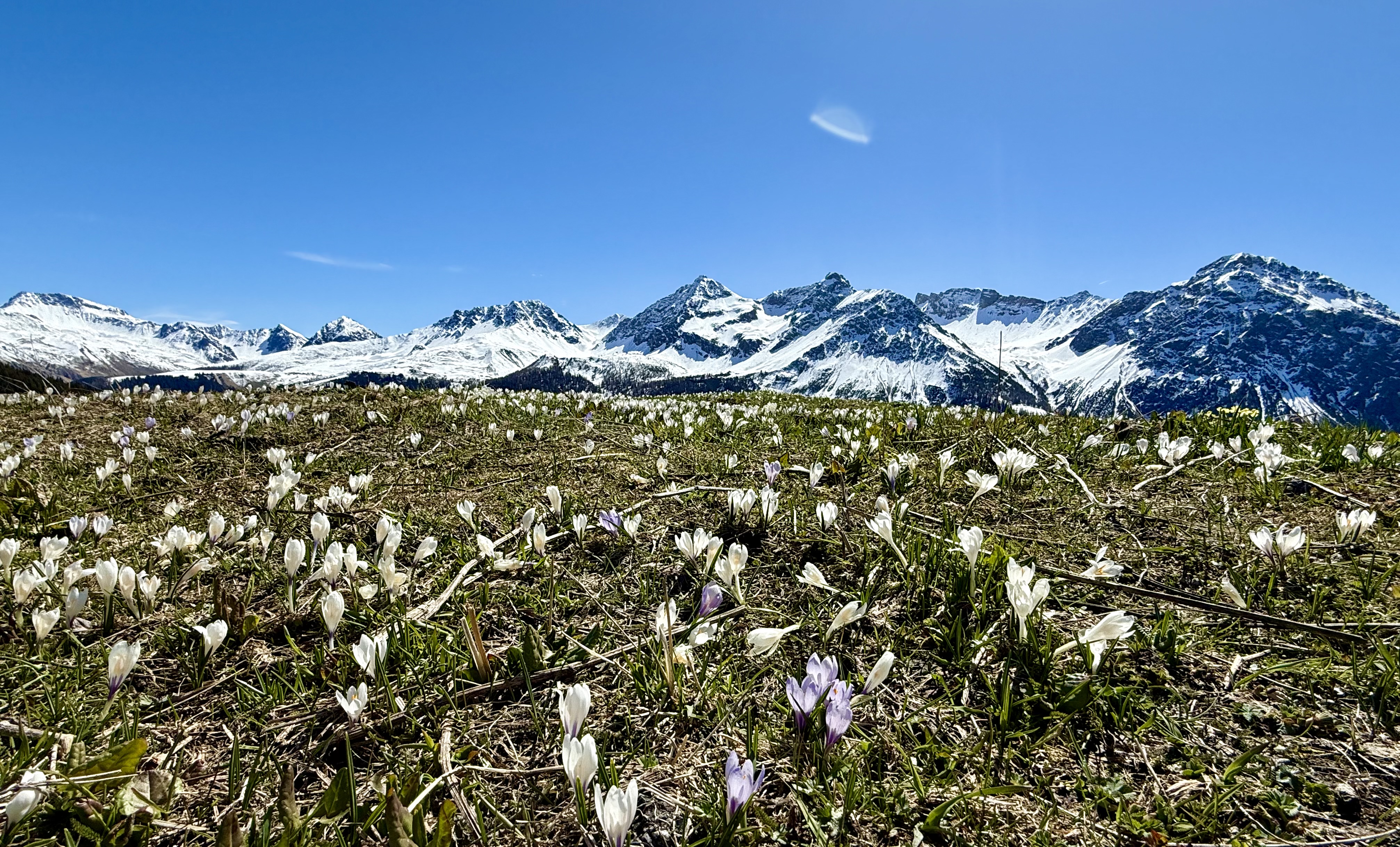 Krokusse vor den Aroser Bergen